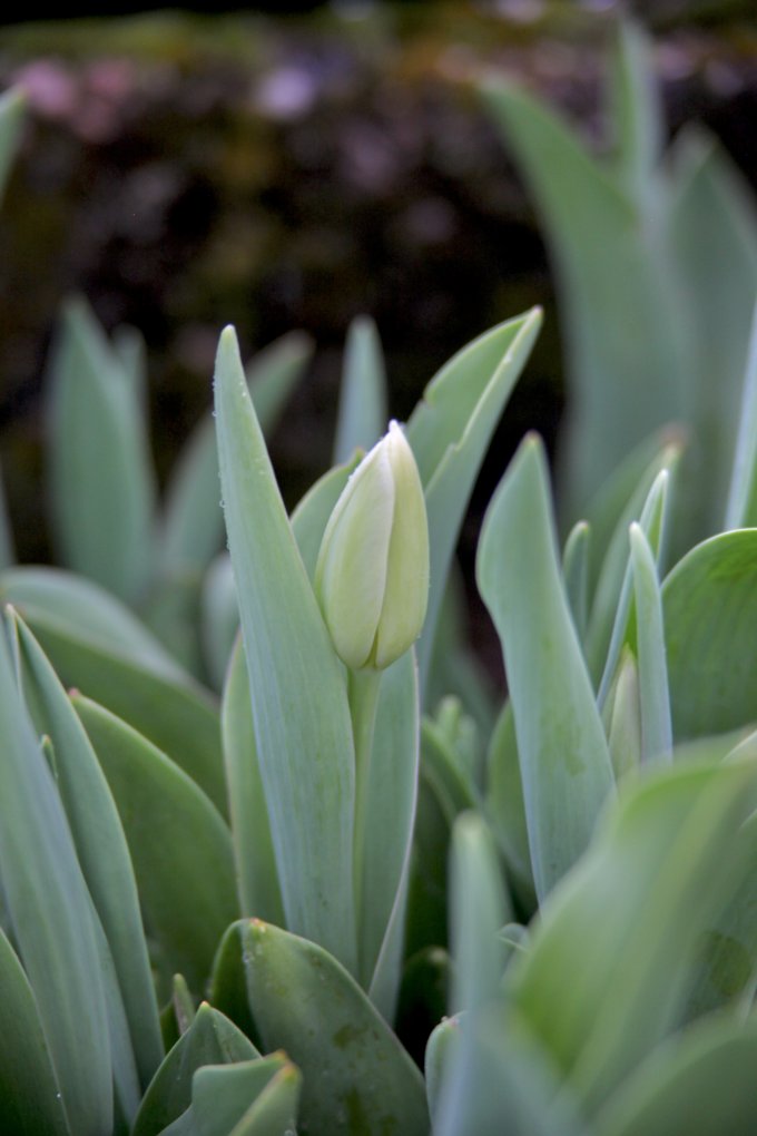 Fleuriste et... producteur ! photo 4